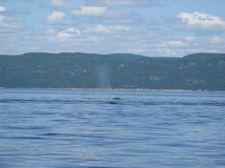 Baleines 040.JPG